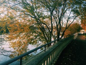 Autumn tree and sidewalk 