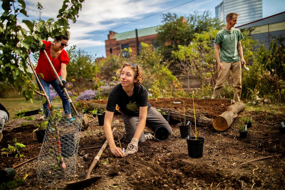 Student planting sapling at Penn's orchard