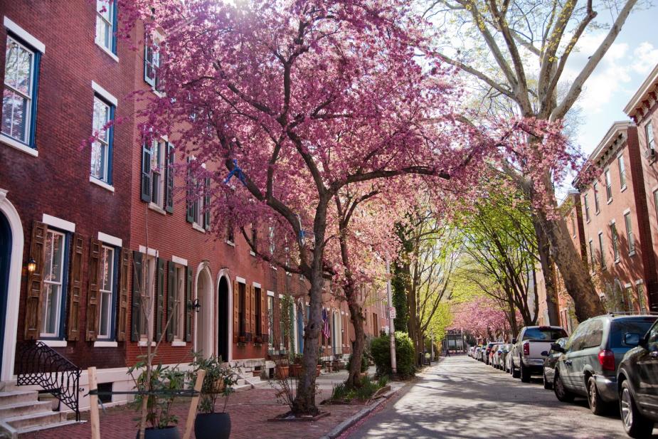 Fairmont street lined by cherry blossoms
