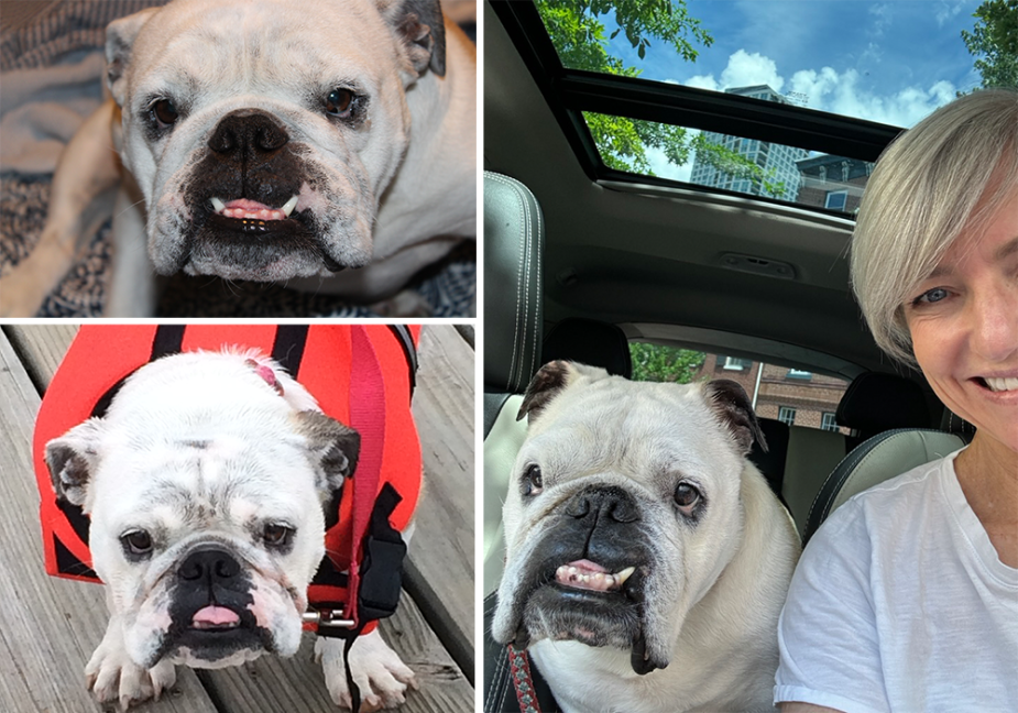 Collage of white English Bulldog with Dean Soule