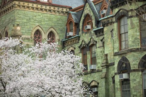 Photo of cherry blossoms in front of College Hall