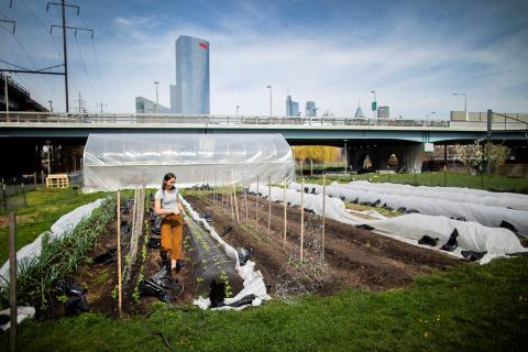 A student working on Penn's farm