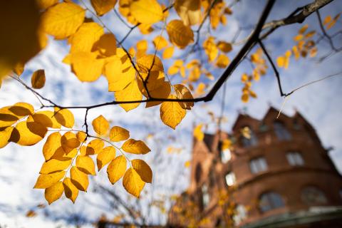 Image of Fischer Fine Arts Library beyond yellow fall leaves on a branch