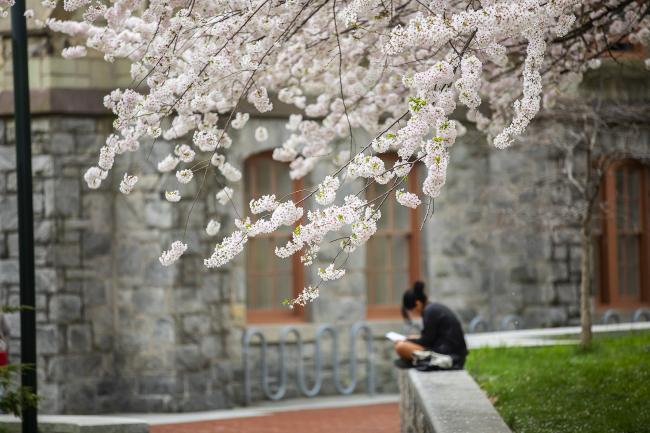 Student studying under cherry blossoms on campus