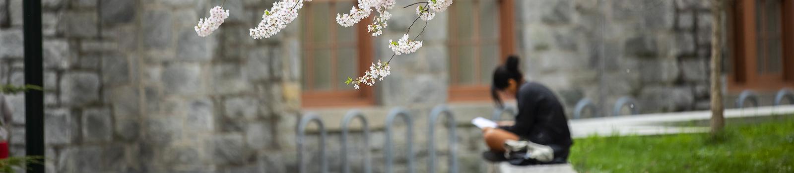 Student studying under cherry blossoms on campus