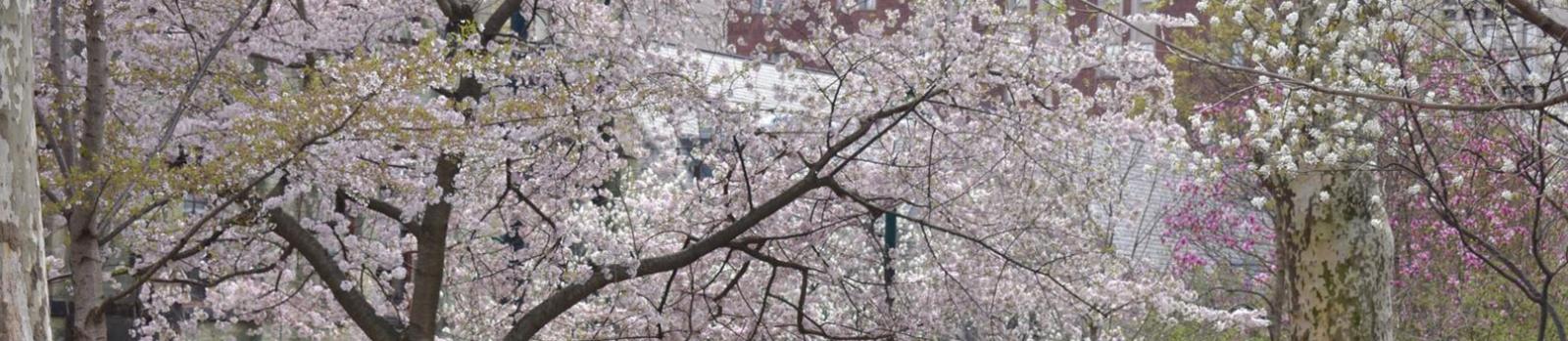 Cherry Blossoms on Campus.