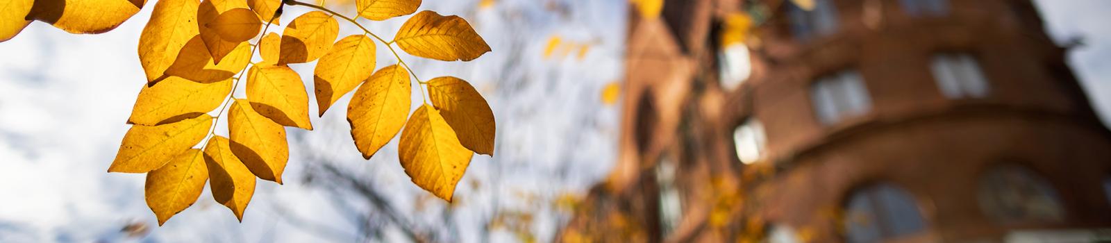 Yellow fall leaves on a branch with out of focus building in background
